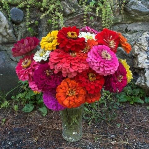 Benary's Giant Zinnia Seeds - Flower Plant
