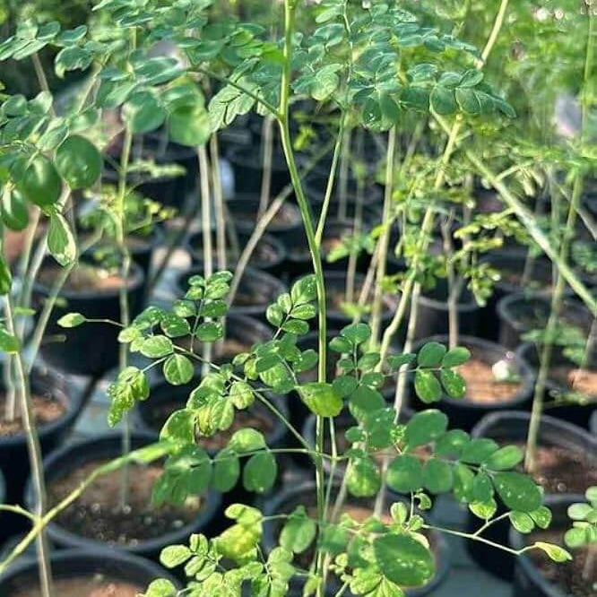 Benzoil Tree Seeds