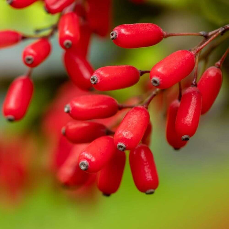 Berberine Seeds - Heirloom Fruit Plant for Home Gardens
