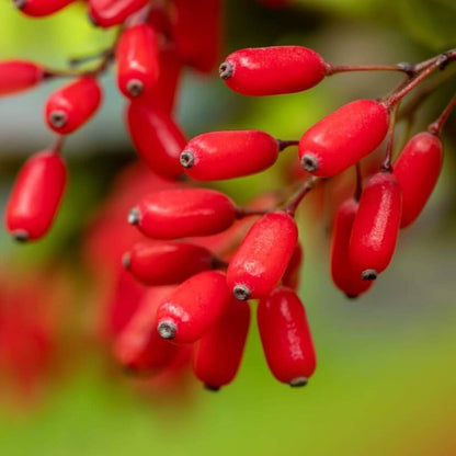 Berberine Seeds - Heirloom Fruit Plant for Home Gardens