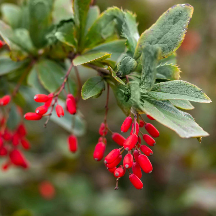 Berberine Seeds - Heirloom Fruit Plant for Home Gardens