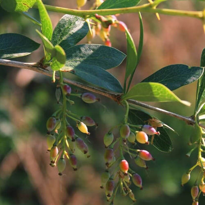 Berberine Seeds - Heirloom Fruit Plant for Home Gardens