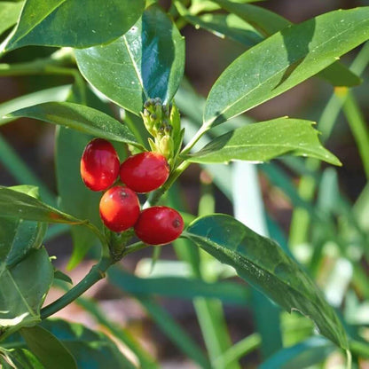 Berberine Seeds - Heirloom Fruit Plant for Home Gardens