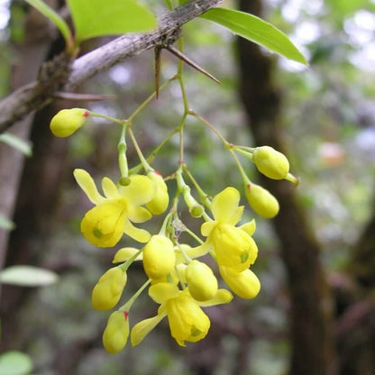 Berberis Aristata Indian Barberry Seeds 