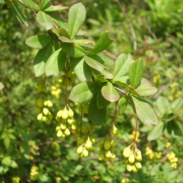 Berberis Aristata Indian Barberry Seeds 