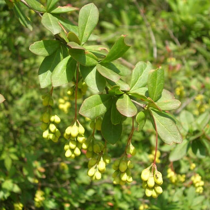 Berberis Aristata Indian Barberry Seeds 