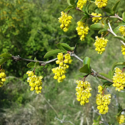 Berberis Aristata Indian Barberry Seeds 
