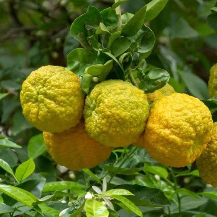 Bergamot Seeds