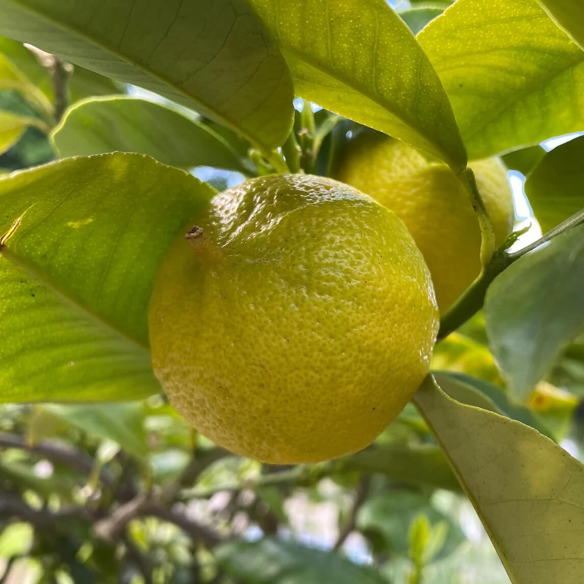 Bergamot Seeds