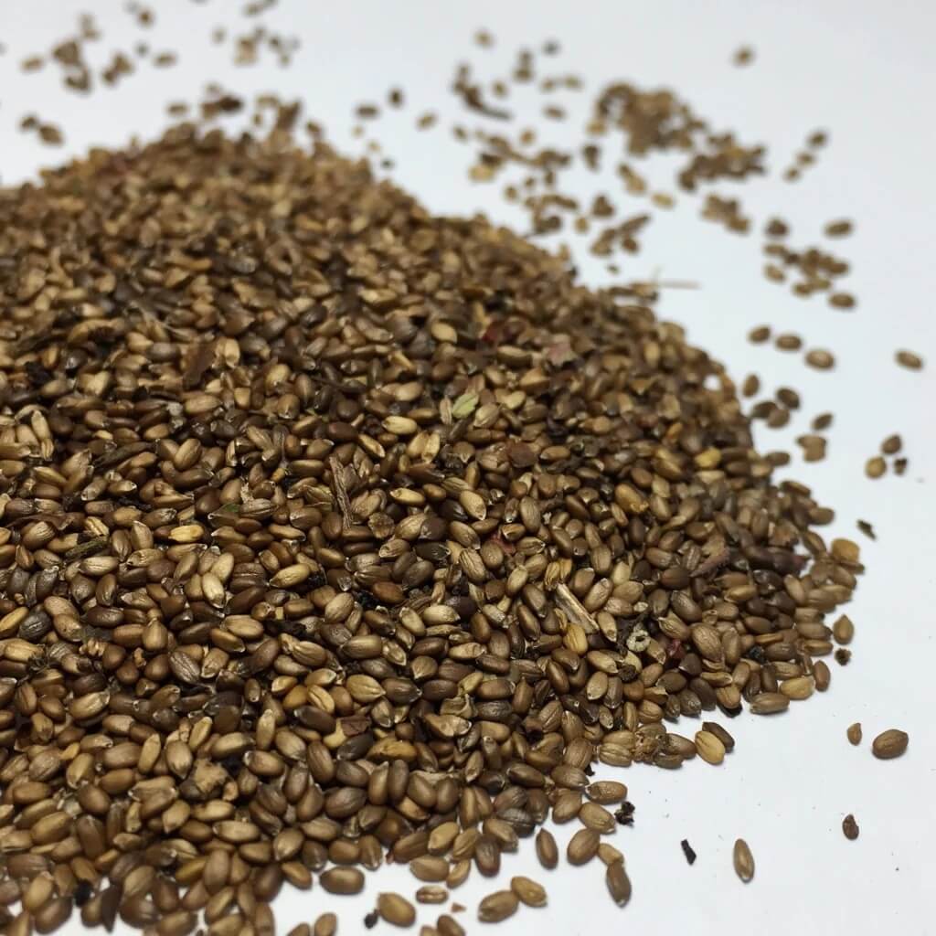 Bergamot Seeds