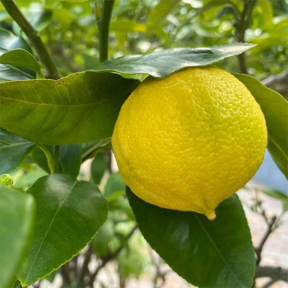 Bergamot Seeds
