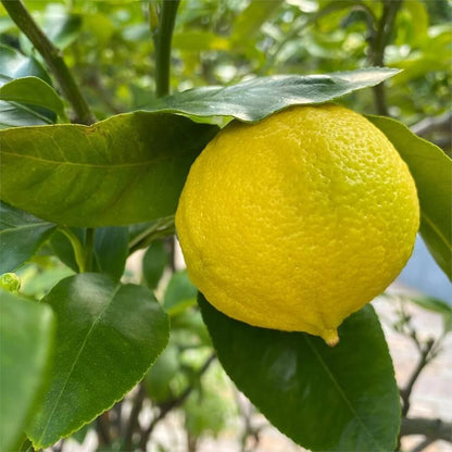 Bergamot Seeds