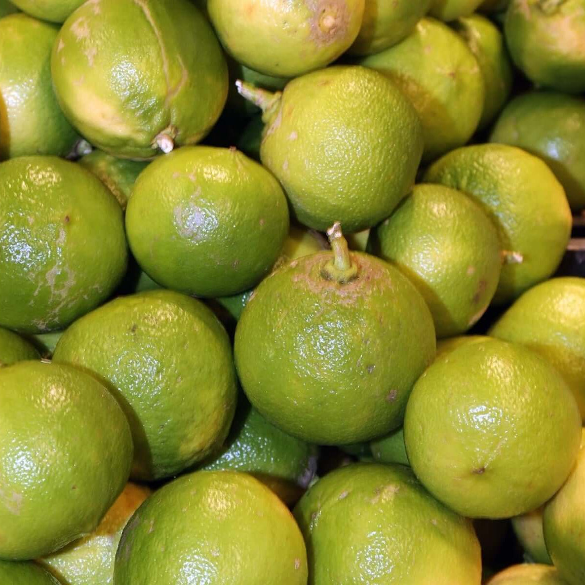 Bergamot Seeds