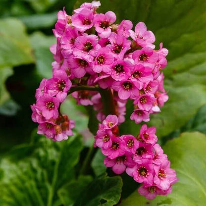  Bergenia Seeds