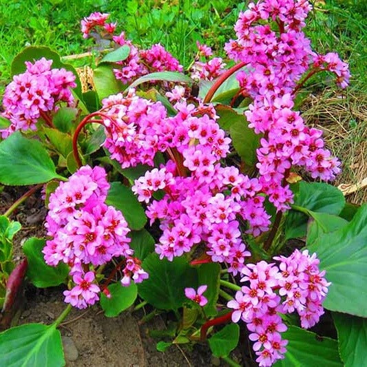 Bergenia Seeds