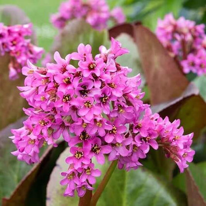  Bergenia Seeds