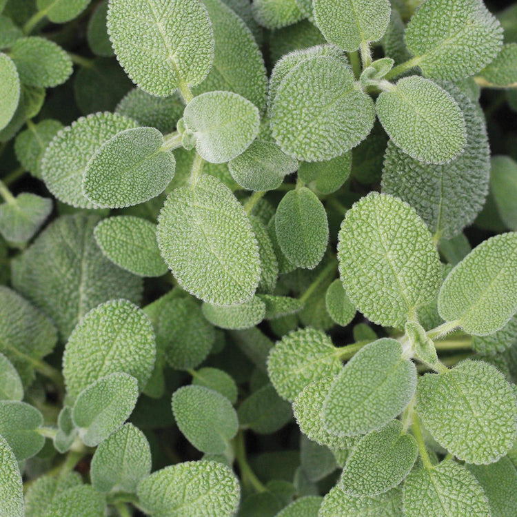 Berggarten Sage Seeds - Heirloom Herbal Plant for Home Gardens