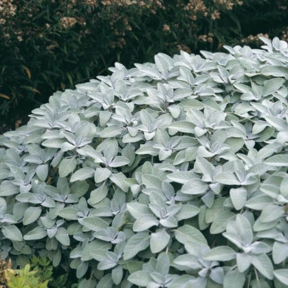 Berggarten Sage Seeds - Heirloom Herbal Plant for Home Gardens