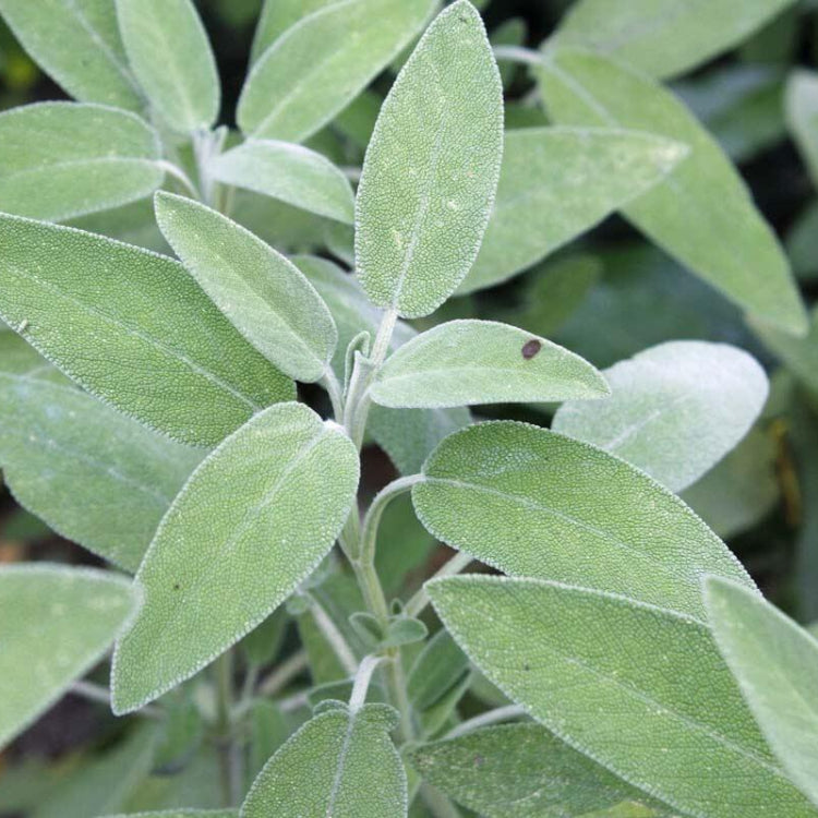 Berggarten Sage Seeds - Heirloom Herbal Plant for Home Gardens