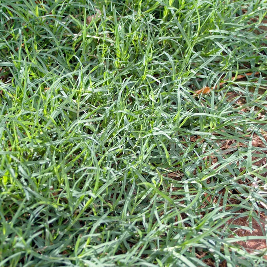 Bermudagrass Seeds - Grass Seeds for Home Gardens