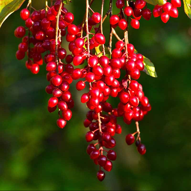 Berry Seeds