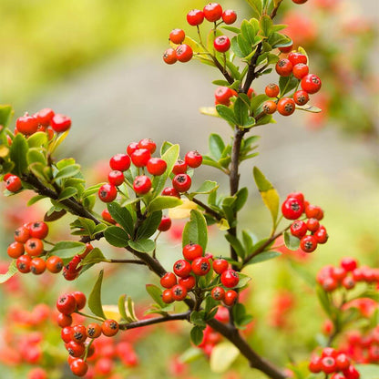 Berry Seeds