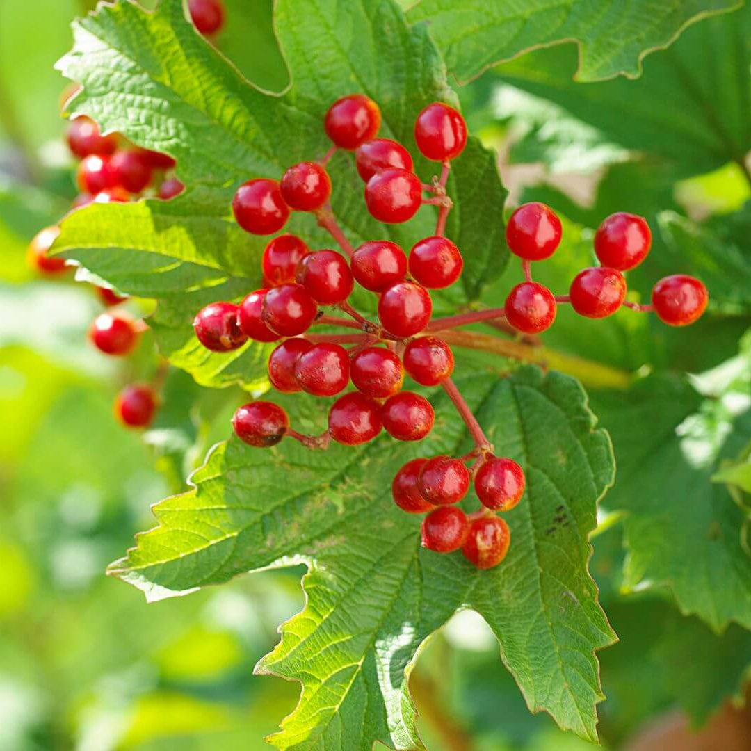 Berry Seeds