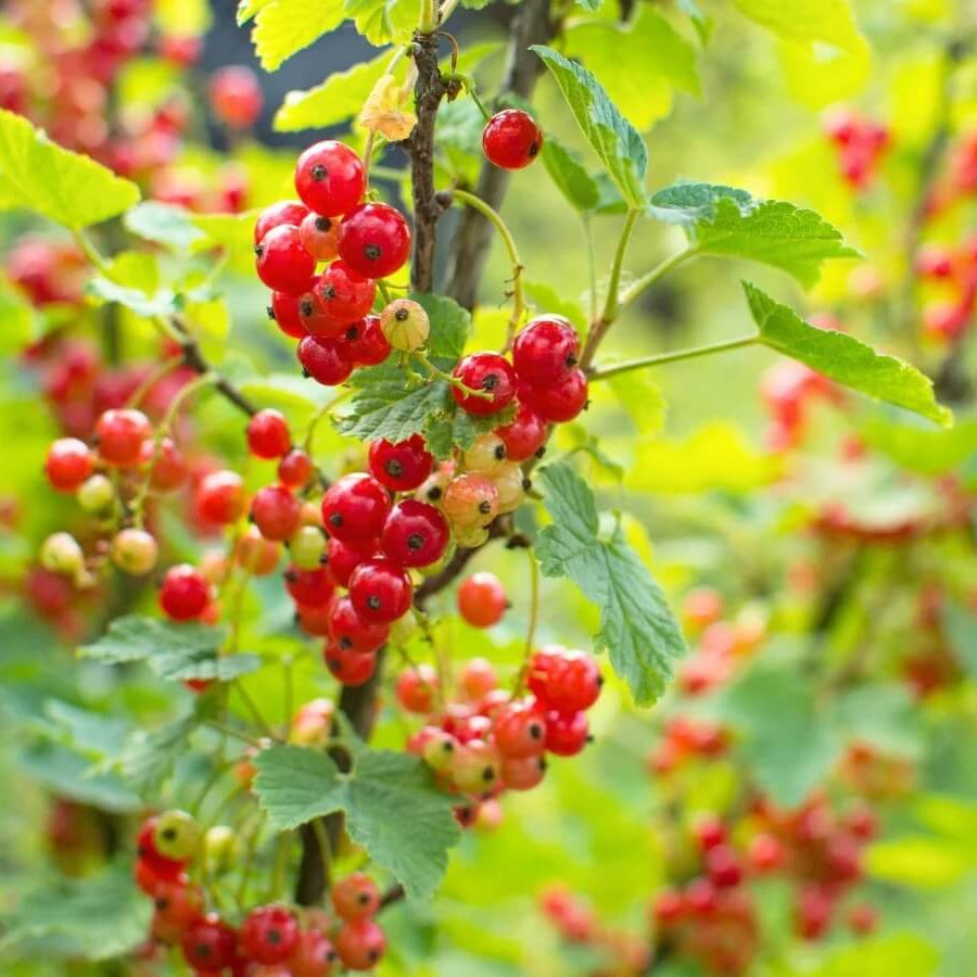 Berry Seeds