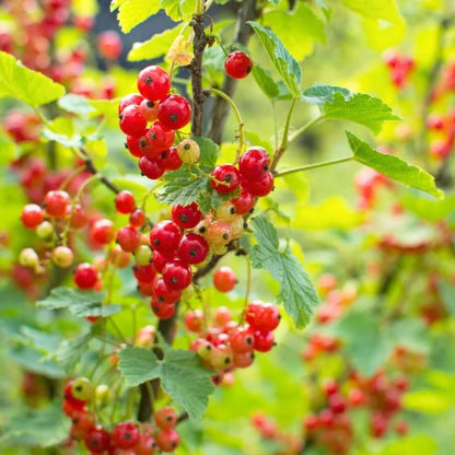 Berry Seeds