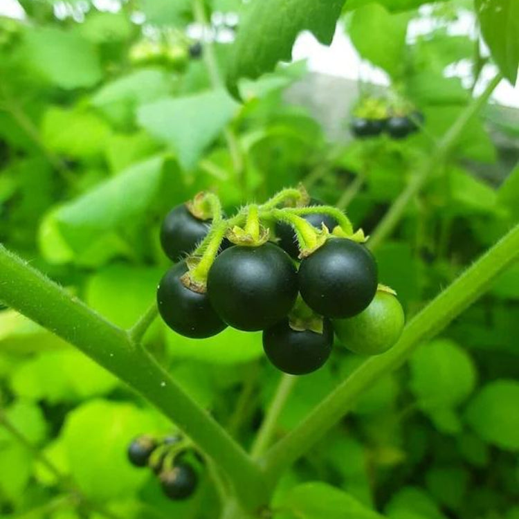 Berry Seeds for Planting - Heirloom Fruit Plant for Home Gardens