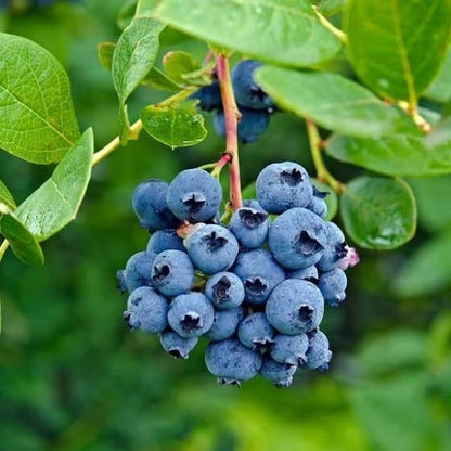 Berry Seeds for Planting - Heirloom Fruit Plant for Home Gardens