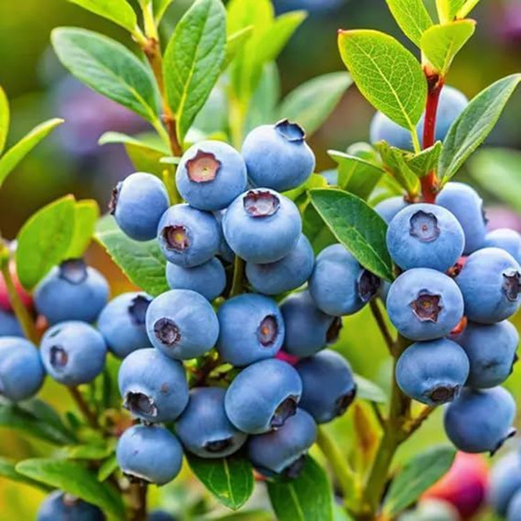 Berry Seeds for Planting - Heirloom Fruit Plant for Home Gardens