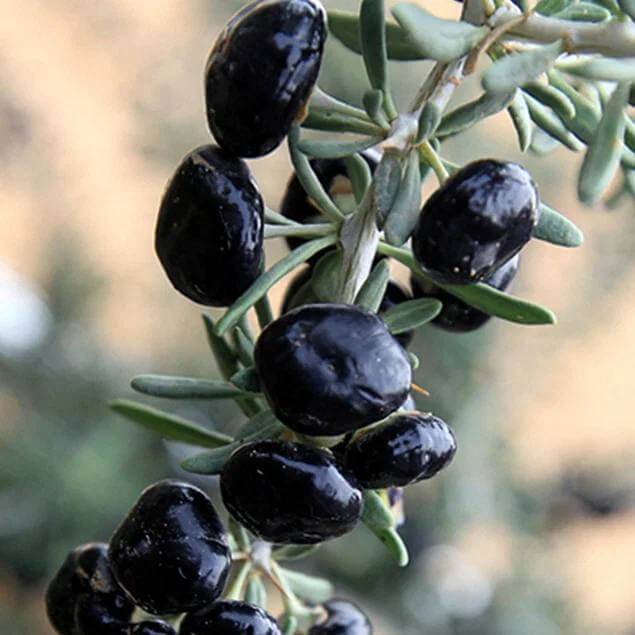 Berry Seeds for Planting - Heirloom Fruit Plant for Home Gardens