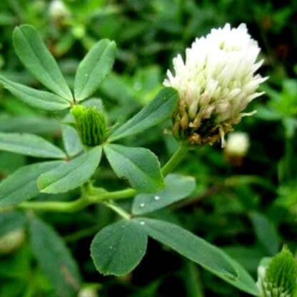 Berseem Clover Seeds - Herbal Plant