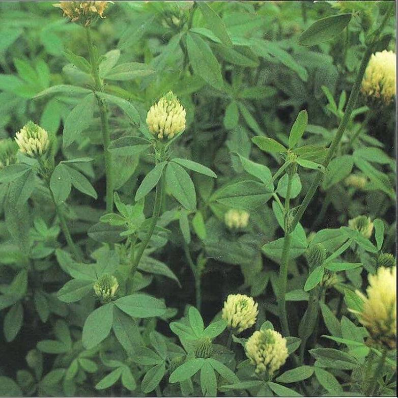Berseem Clover Seeds - Herbal Plant