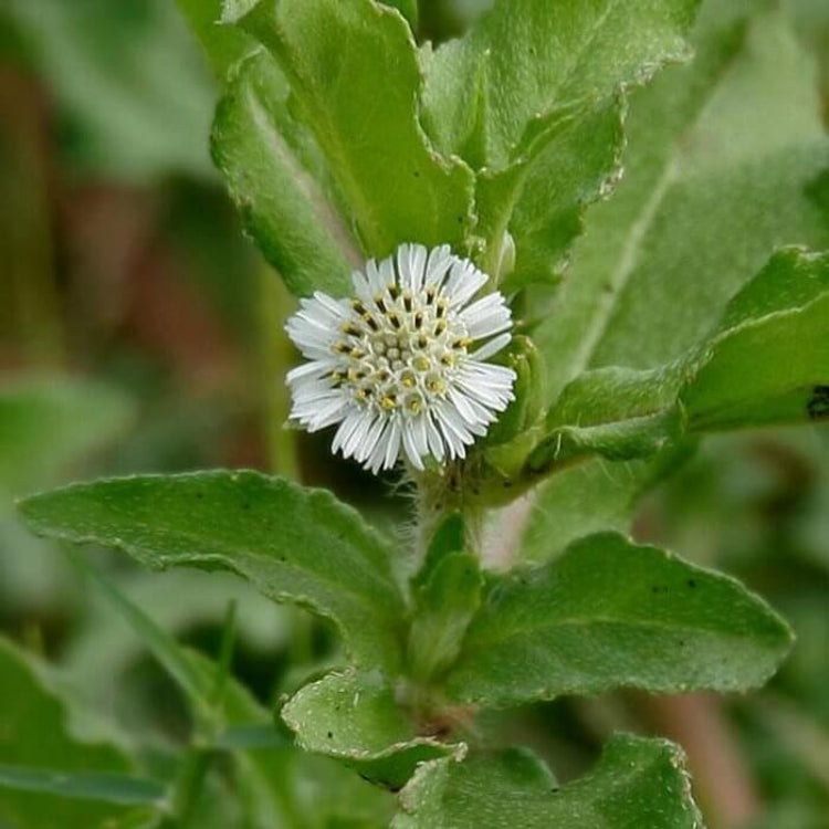 Bhringraj Seeds - Heirloom Herbal Plant for Home Gardens