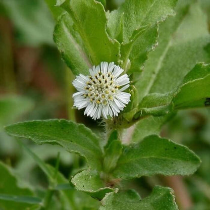 Bhringraj Seeds - Heirloom Herbal Plant for Home Gardens