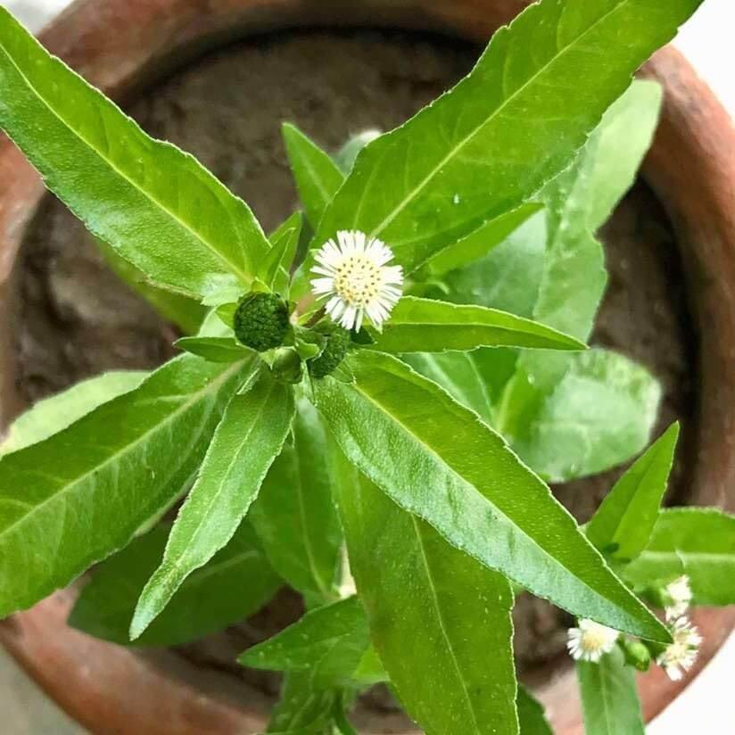 Bhringraj Seeds - Heirloom Herbal Plant for Home Gardens