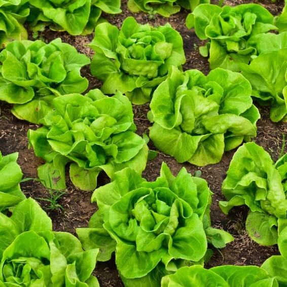 Bibb Lettuce seeds - Vegetable Plant