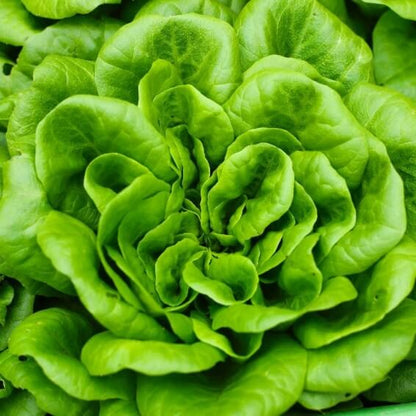 Bibb Lettuce seeds - Vegetable Plant