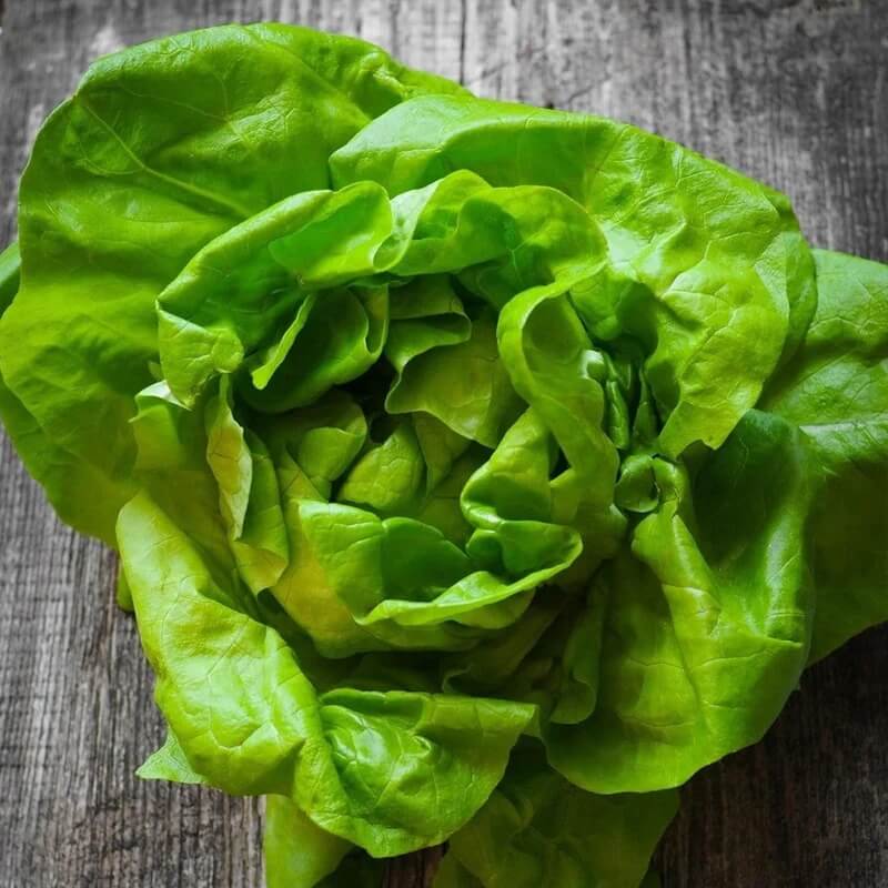 Bibb Lettuce seeds - Vegetable Plant