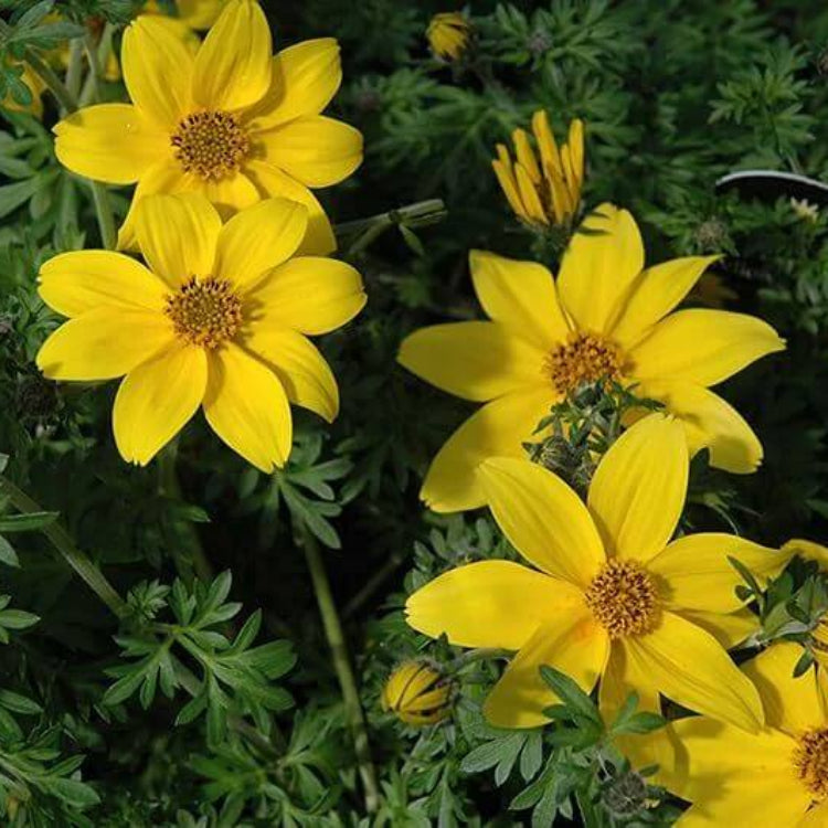 Bidens Ferulifolia Seeds - Heirloom Flower Plant for Home Gardens