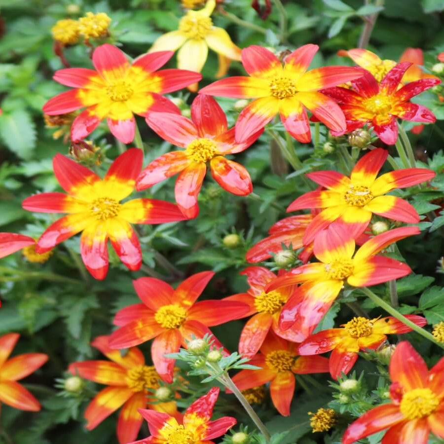 Bidens Seeds - Flower Plant for Home Gardens