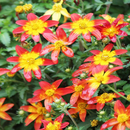 Bidens Seeds - Flower Plant for Home Gardens