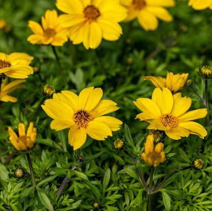 Bidens Seeds - Flower Plant for Home Gardens
