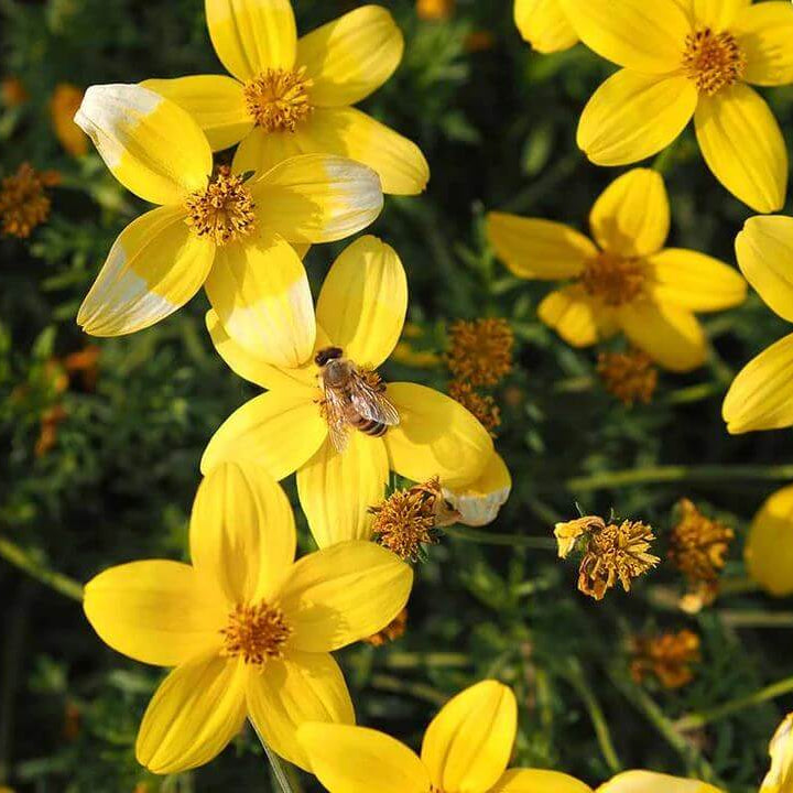 Bidens Yellow Seeds - Heirloom Flower Plant for Home Gardens