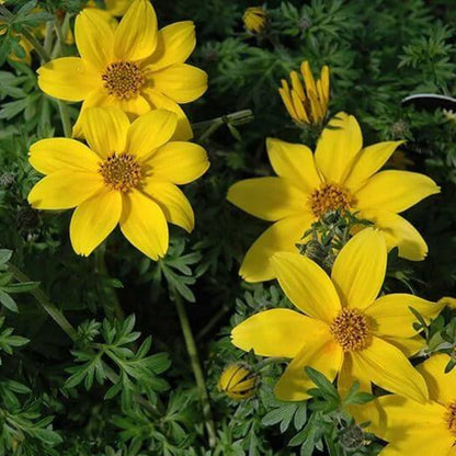 Bidens Yellow Seeds - Heirloom Flower Plant for Home Gardens