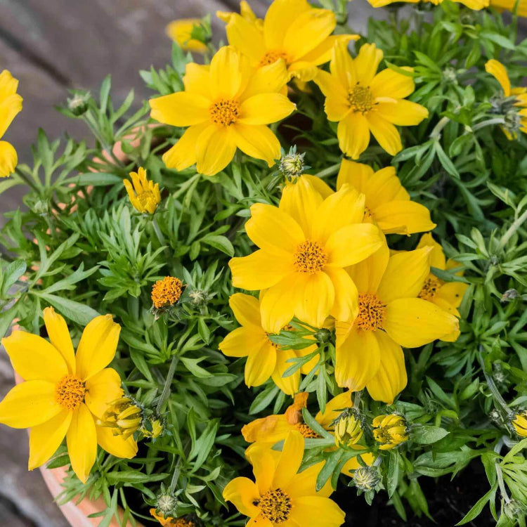 Bidens Yellow Seeds - Heirloom Flower Plant for Home Gardens
