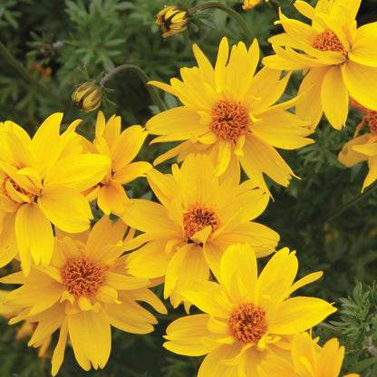 Bidens Yellow Seeds - Heirloom Flower Plant for Home Gardens