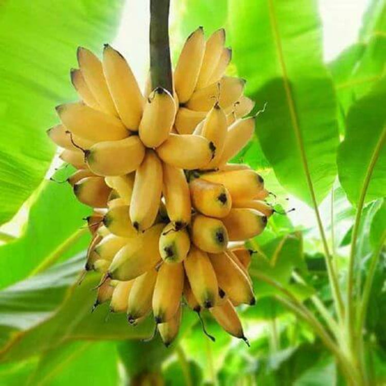 Big Banana Seeds - Heirloom Fruit Plant for Home Gardens
